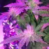 Fruity Chronic Juice Autoflowering Feminized Marijuana Seeds | The Seed Fair