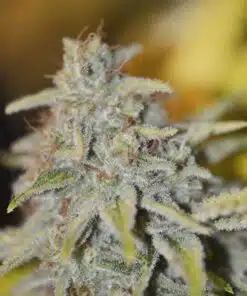 Furious Candy Feminized Cannabis Seeds | Furious Candy Strain | The Seed Fair