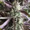 Gelato Fast Blooming Feminized Cannabis Seeds | The Seed Fair