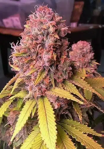 Gelato Cake Feminized Cannabis Seeds | Gelato Cake Strain | The Seed Fair