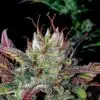 Gelato Glue Feminized Cannabis Seeds | Gelato Glue Strain | The Seed Fair