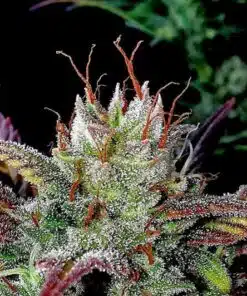 Gelato Glue Feminized Cannabis Seeds | Gelato Glue Strain | The Seed Fair