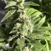 Gigabud Autoflowering Feminized Marijuana Seeds | Gigabud | The Seed Fair