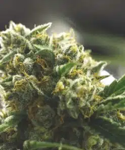 Glass Slipper AutoFlowering Marijuana Seeds | Glass Slipper Strain | The Seed Fair