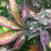 Godberry Autoflowering Feminized Marijuana Seeds | Godberry Strain | The Seed Fair