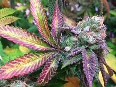Godberry Autoflowering Feminized Marijuana Seeds | Godberry Strain | The Seed Fair
