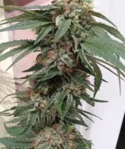 Gods Green Crack Autoflowering Marijuana Seeds | Gods Green Strain | The Seed Fair
