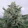 Goo Autoflowering Feminized Marijuana Seeds | Goo Autoflowering Strain | The Seed Fair