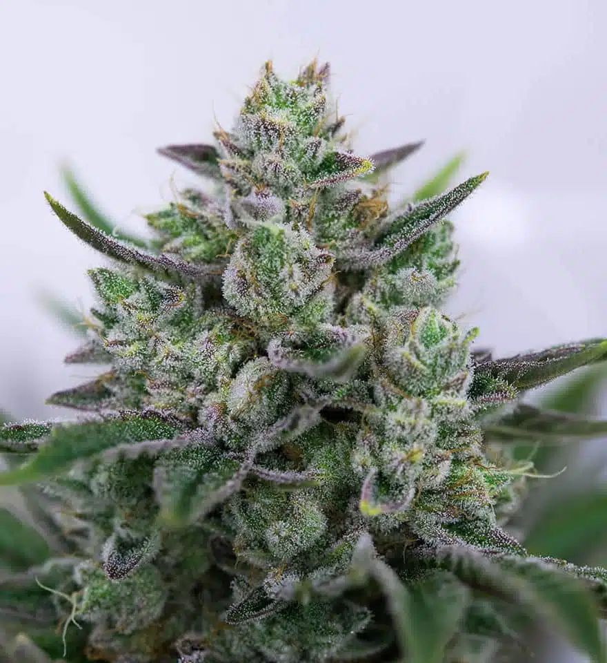 Goo Autoflowering Feminized Marijuana Seeds | Goo Autoflowering Strain | The Seed Fair