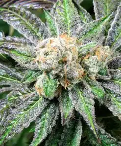 Grape Inferno Autoflowering Feminized Marijuana Seeds | Grape Inferno | The Seed Fair