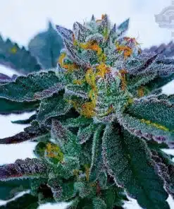 Gravity Autoflowering Feminized Marijuana Seeds | Gravity Strain | The Seed Fair