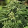 Green Queen AutoFlowering Marijuana Seeds | Green Queen Strain | The Seed Fair