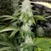 Green Ribbon AutoFlowering Marijuana Seeds | Green Ribbon Strain | The Seed Fair