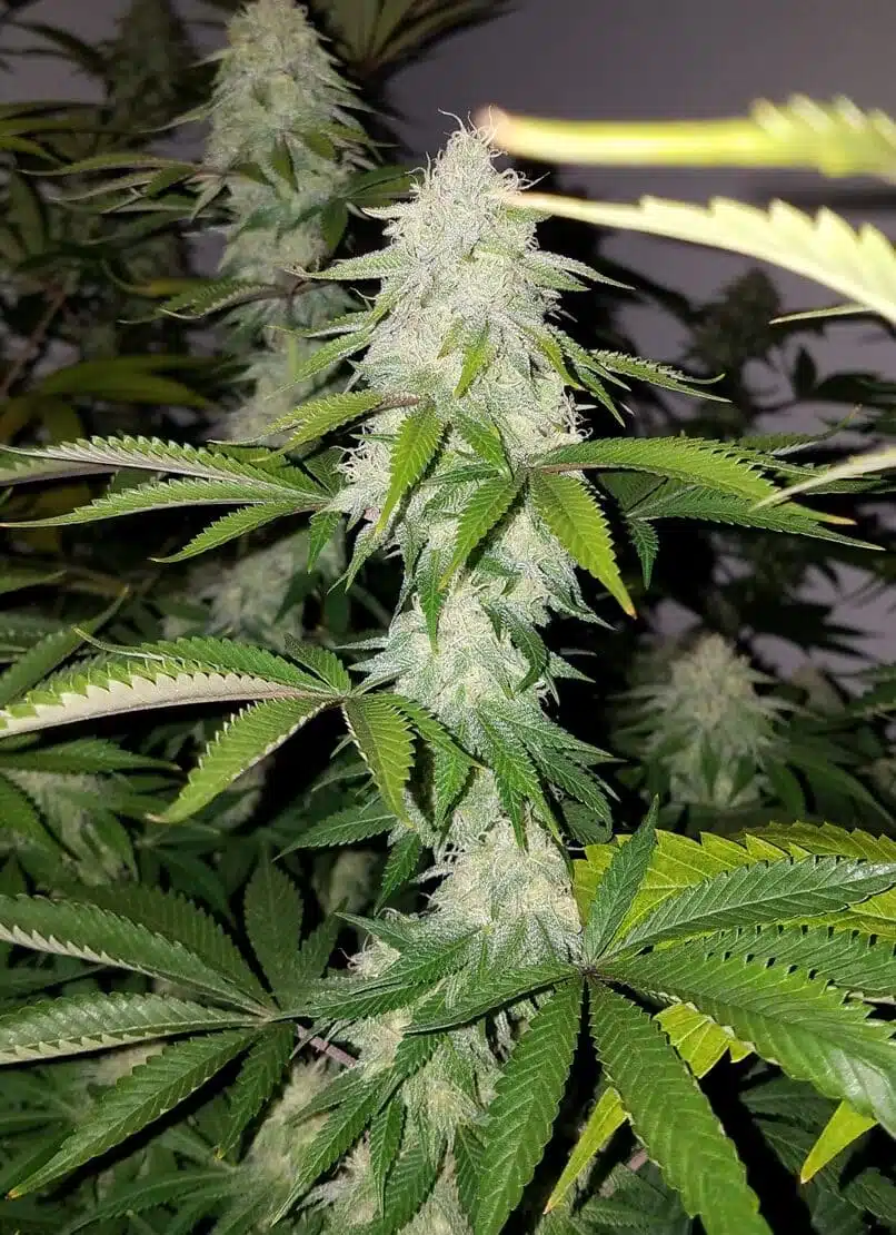 Green Ribbon AutoFlowering Marijuana Seeds | Green Ribbon Strain | The Seed Fair