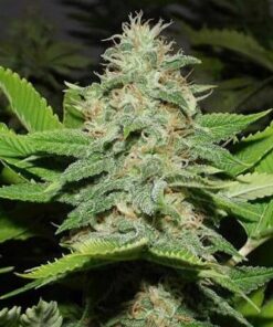 Guido Kush Autoflowering Feminized Marijuana Seeds | Guido Kush Strain | The Seed Fair