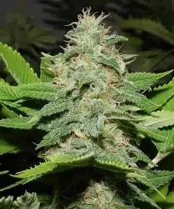 Guido Kush Autoflowering Feminized Marijuana Seeds | Guido Kush Strain | The Seed Fair