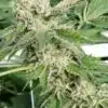 Guptilla Autoflowering Feminized Marijuana Seeds | Guptilla Strain | The Seed Fair
