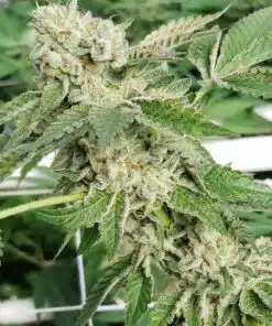 Guptilla Autoflowering Feminized Marijuana Seeds | Guptilla Strain | The Seed Fair