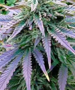 Harle-Tsu CBD Seeds