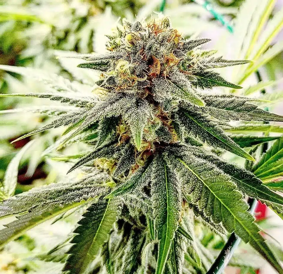 Hash Plant Autoflowering Marijuana Seeds | Hash Plant Strain | The Seed Fair