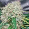 Hashberry Autoflowering Marijuana Seeds | Hashberry Autoflowering Strain | The Seed Fair