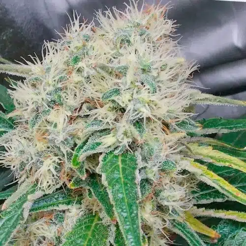 Hashberry Autoflowering Marijuana Seeds | Hashberry Autoflowering Strain | The Seed Fair