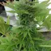 Hempstar AutoFlowering Marijuana Seeds | Hempstar Autoflowering Strain | The Seed Fair