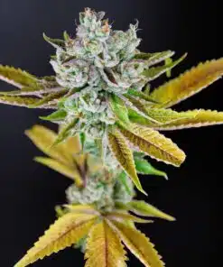 Illuminati OG Autoflowering Feminized Marijuana Seeds | Illuminati OG | The Seed Fair