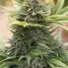 Industrial Plant Autoflowering Feminized Marijuana Seeds | Industrial Plant | The Seed Fair