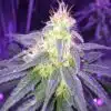 Island Sweet Skunk Autoflowering Marijuana Seeds | Island Sweet Strain | The Seed Fair