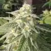 Jedi Kush AutoFlowering Feminized Marijuana Seeds | Jedi Kush Strain | The Seed Fair