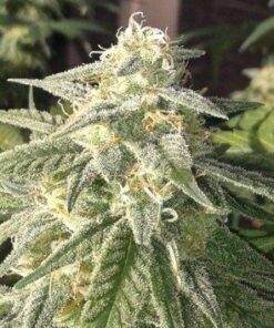 Jedi Kush AutoFlowering Feminized Marijuana Seeds | Jedi Kush Strain | The Seed Fair