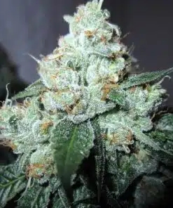 King Louis XIII Autoflowering Feminized Marijuana Seeds | King Louis | The Seed Fair