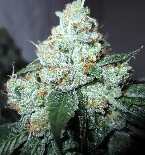 King Louis XIII Autoflowering Feminized Marijuana Seeds | King Louis | The Seed Fair