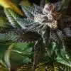 Krishna Kush Autoflowering Feminized Marijuana Seeds | Krishna Kush | The Seed Fair