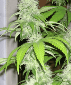 LA Woman AutoFlowering Marijuana Seeds | LA Woman Strain | The Seed Fair