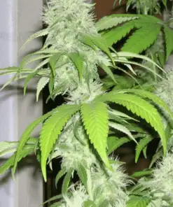LA Woman AutoFlowering Marijuana Seeds | LA Woman Strain | The Seed Fair