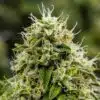 Lemon Daddy Autoflowering Feminized Marijuana Seeds | Lemon Daddy | The Seed Fair