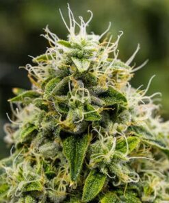Lemon Daddy Autoflowering Feminized Marijuana Seeds | Lemon Daddy | The Seed Fair