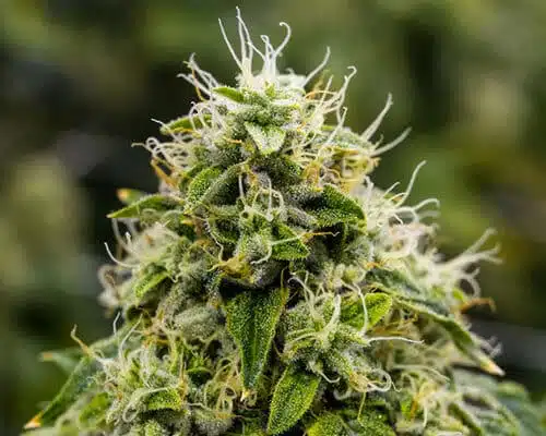 Lemon Daddy Autoflowering Feminized Marijuana Seeds | Lemon Daddy | The Seed Fair