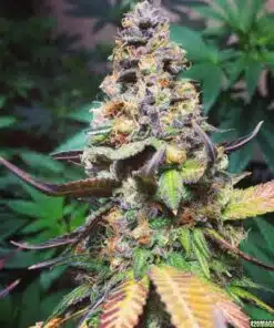 Master Yoda AutoFlowering Marijuana Seeds | Master Yoda Strain | The Seed Fair