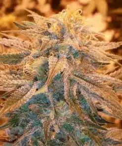 Maui Haole Autoflowering Feminized Marijuana Seeds | Maui Haole | The Seed Fair