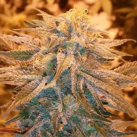 Maui Haole Autoflowering Feminized Marijuana Seeds | Maui Haole | The Seed Fair