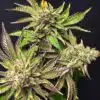 Mint Chocolate Chip Autoflowering Feminized Marijuana Seeds | The Seed Fair