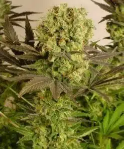 Motavation Autoflowering Feminized Marijuana Seeds | Motavation | The Seed Fair