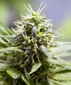 Mr. Nice Autoflowering Feminized Marijuana Seeds | Mr. Nice Strain | The Seed Fair