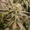 Fast Flowering OGKZ Feminized Cannabis Seeds | The Seed Fair