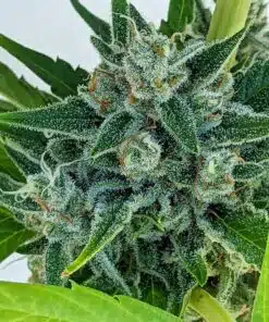 Ogre Berry Autoflowering Feminized Marijuana Seeds | Ogre Berry | The Seed Fair
