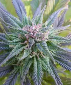 Ortega Autoflowering Feminized Marijuana Seeds | Ortega Strain | The Seed Fair