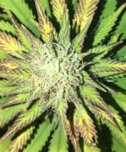 Pakistan Valley Kush Autoflowering Feminized Marijuana Seeds | The Seed Fair